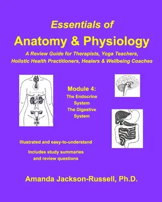 Podstawy anatomii i fizjologii - przewodnik przeglądowy - moduł 4 - Essentials of Anatomy and Physiology - A Review Guide - Module 4