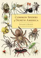 Pospolite pająki Ameryki Północnej - Common Spiders of North America