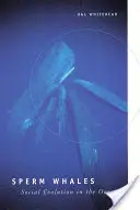 Kaszaloty: Ewolucja społeczna w oceanie - Sperm Whales: Social Evolution in the Ocean