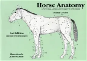 Anatomia konia: Obrazowe podejście do budowy konia - Horse Anatomy: A Pictorial Approach to Equine Structure