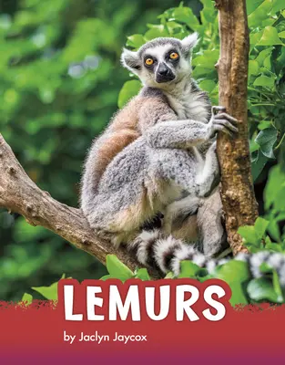 Lemury - Lemurs