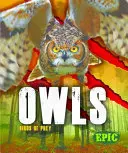 Sowy - Owls