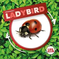 Biedronka - Ladybird