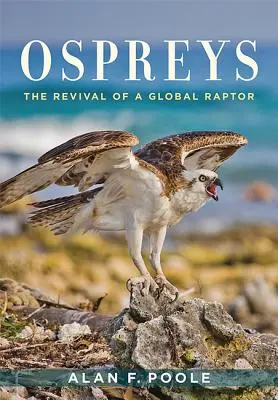 Ospreys: Odrodzenie globalnego ptaka szponiastego - Ospreys: The Revival of a Global Raptor