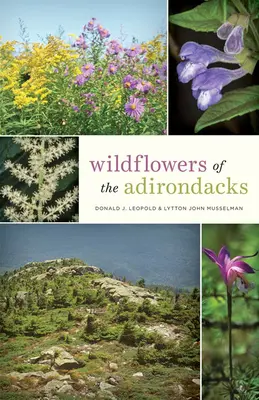 Dzikie kwiaty Adirondacks - Wildflowers of the Adirondacks