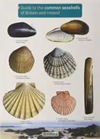 Przewodnik po pospolitych muszlach morskich Wielkiej Brytanii i Irlandii - Guide to the Common Seashells of Britain and Ireland