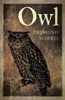 Sowa - Owl