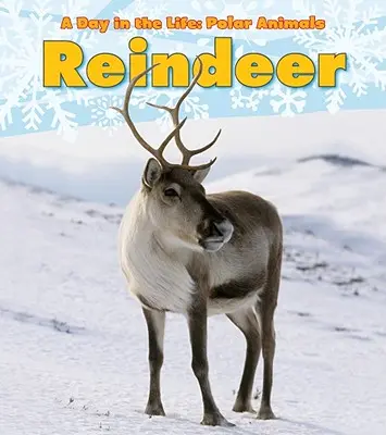 Renifer - Reindeer