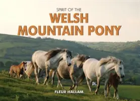 Duch walijskiego kuca górskiego - Spirit of the Welsh Mountain Pony