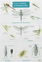 Przewodnik po owadach Wysp Brytyjskich - Guide to Insects of the British Isles