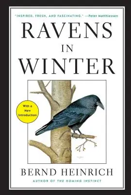 Kruki zimą - Ravens in Winter