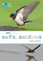 Jerzyki i jaskółki w centrum uwagi RSPB - RSPB Spotlight Swifts and Swallows