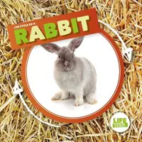 Królik - Rabbit