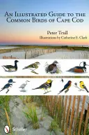 Ilustrowany przewodnik po pospolitych ptakach Cape Cod - An Illustrated Guide to the Common Birds of Cape Cod