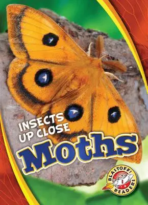 Ćmy - Moths