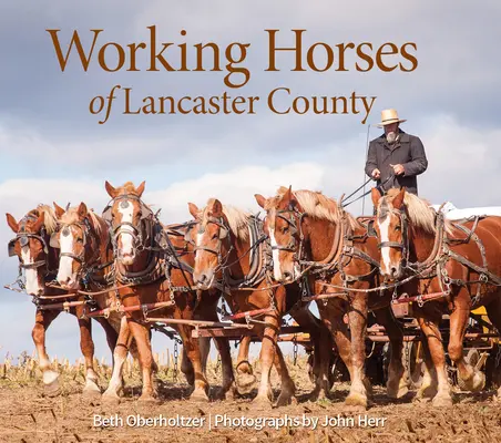 Konie robocze hrabstwa Lancaster - Working Horses of Lancaster County