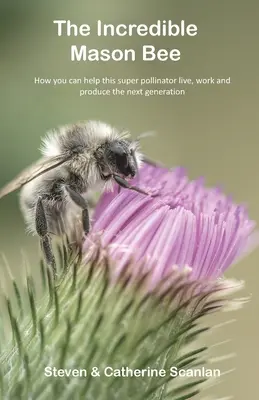 Niesamowita pszczoła Mason - The Incredible Mason Bee