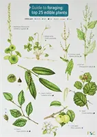 Przewodnik po zbieractwie: 25 najlepszych roślin jadalnych - Guide to Foraging: Top 25 Edible Plants