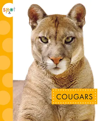 Kuguary - Cougars