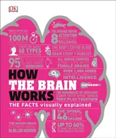 Jak działa mózg - fakty wyjaśnione wizualnie - How the Brain Works - The Facts Visually Explained