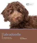 Labradoodle