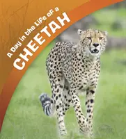 Dzień z życia geparda - Day in the Life of a Cheetah