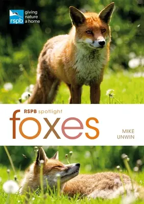 Rspb Spotlight: Lisy - Rspb Spotlight: Foxes