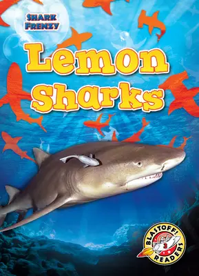 Rekiny cytrynowe - Lemon Sharks