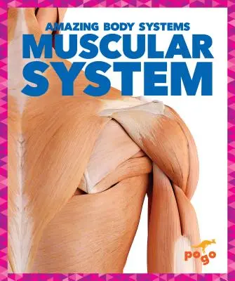 Układ mięśniowy - Muscular System