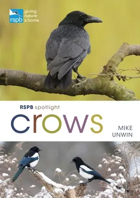 Rspb Spotlight: Wrony - Rspb Spotlight Crows