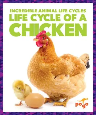 Cykl życiowy kurczaka - Life Cycle of a Chicken