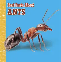 Szybkie fakty o mrówkach - Fast Facts About Ants