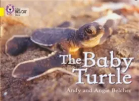 Mały żółw - The Baby Turtle