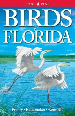 Ptaki Florydy - Birds of Florida