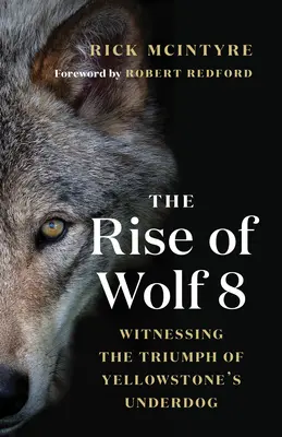 The Rise of Wolf 8: Świadek triumfu słabszego psa Yellowstone - The Rise of Wolf 8: Witnessing the Triumph of Yellowstone's Underdog