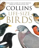 Collins Life-Size Birds - jedyny przewodnik pokazujący brytyjskie ptaki w ich rzeczywistych rozmiarach - Collins Life-Size Birds - The Only Guide to Show British Birds at Their Actual Size