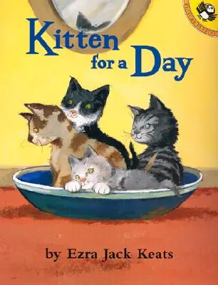 Kociak na jeden dzień - Kitten for a Day