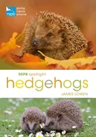 Jeże w centrum uwagi RSPB - RSPB Spotlight Hedgehogs