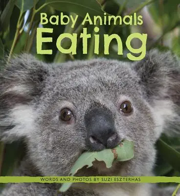 Jedzenie małych zwierząt - Baby Animals Eating