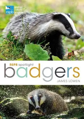 Rspb Spotlight: Borsuki - Rspb Spotlight: Badgers