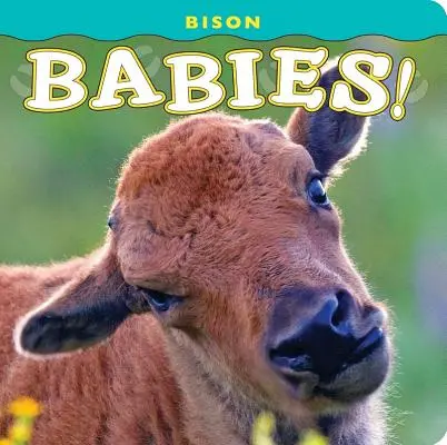 Dzieci żubrów! - Bison Babies!