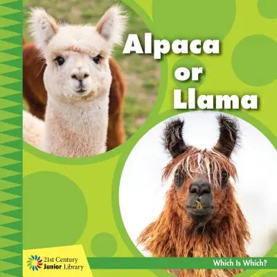 Alpaka lub lama - Alpaca or Llama