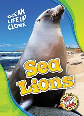 Lwy morskie - Sea Lions