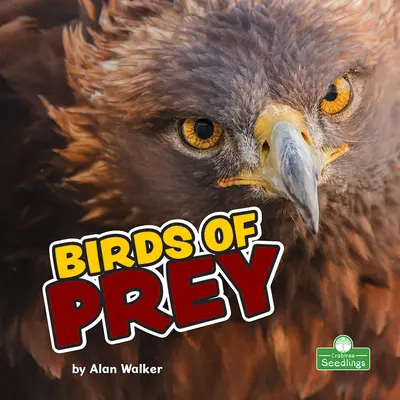 Ptaki drapieżne - Birds of Prey