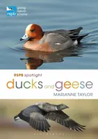 Rspb Spotlight - Kaczki i gęsi - Rspb Spotlight Ducks and Geese