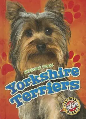 Yorkshire Terriery - Yorkshire Terriers