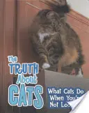 Prawda o kotach - co koty robią, gdy nie patrzysz - Truth about Cats - What Cats Do When You're Not Looking