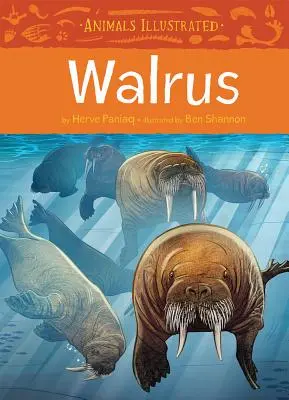 Ilustrowane zwierzęta: Mors - Animals Illustrated: Walrus