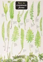 Klucz do pospolitych paproci - Key to Common Ferns