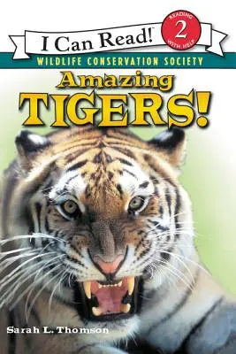 Niesamowite tygrysy! - Amazing Tigers!